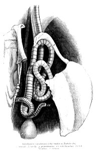 TantalusIbisTrachea