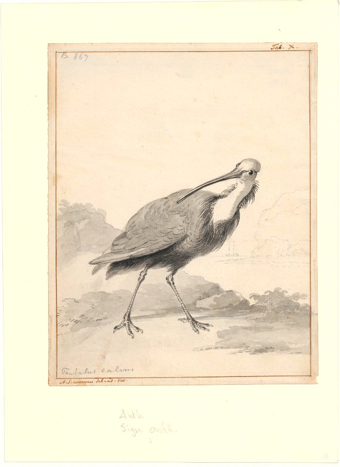 Tantalus calvus - 1710-1792 - Print - Iconographia Zoologica - Special Collections University of Amsterdam - UBA01 IZA1000728