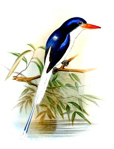 TanysipteraSabrinaWolf