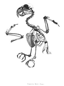 Tanygnathus muelleri 45