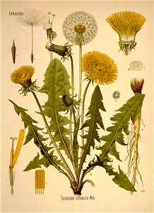 Taraxacum officinale - Köhler–s Medizinal-Pflanzen-135 0243-scan
