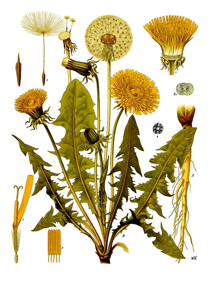 Taraxacum officinale - Köhler–s Medizinal-Pflanzen-135