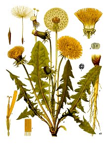 Taraxacum officinale - Köhler–s Medizinal-Pflanzen-135