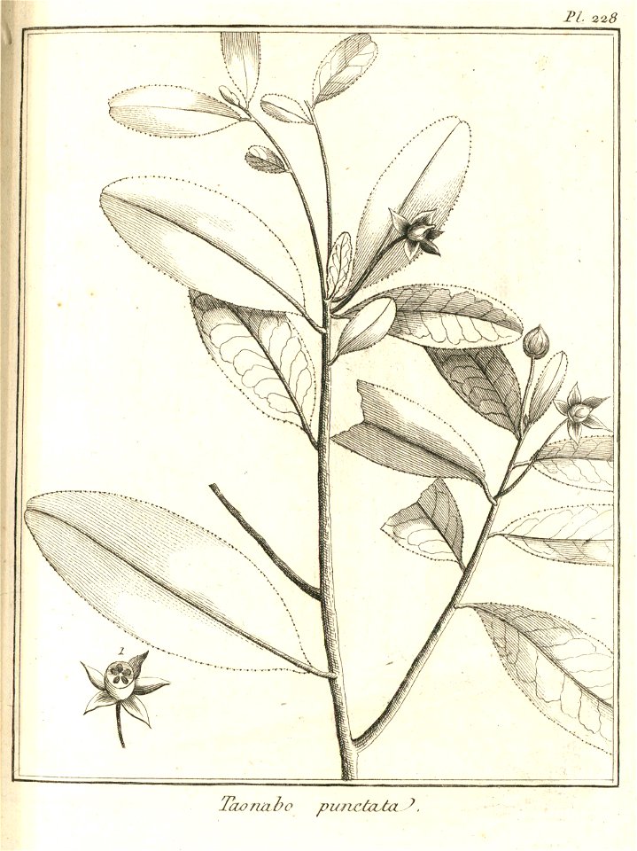 Taonabo punctata Aublet 1775 pl 228