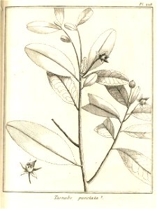 Taonabo punctata Aublet 1775 pl 228