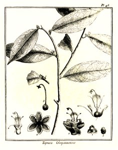 Tapura guianensis Aublet 1775 pl 48
