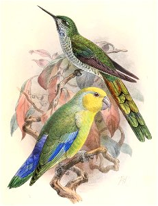 Taphrolesbia griseiventris & Forpus xanthops 1895