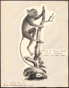 Tarsius fischeri - 1809-1845 - Print - Iconographia Zoologica - Special Collections University of Amsterdam - UBA01 IZ19700145