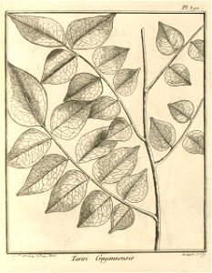 Tariri guianensis Aublet 1775 pl 390