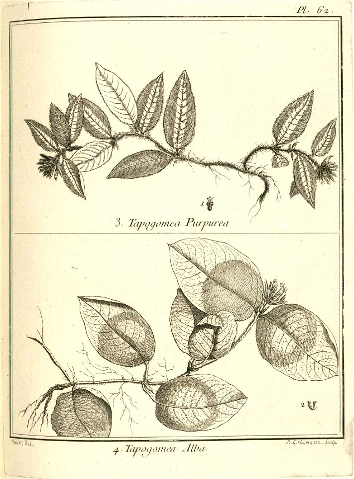 Tapogomea 3. purpurea 4. alba Aublet 1775 pl 62