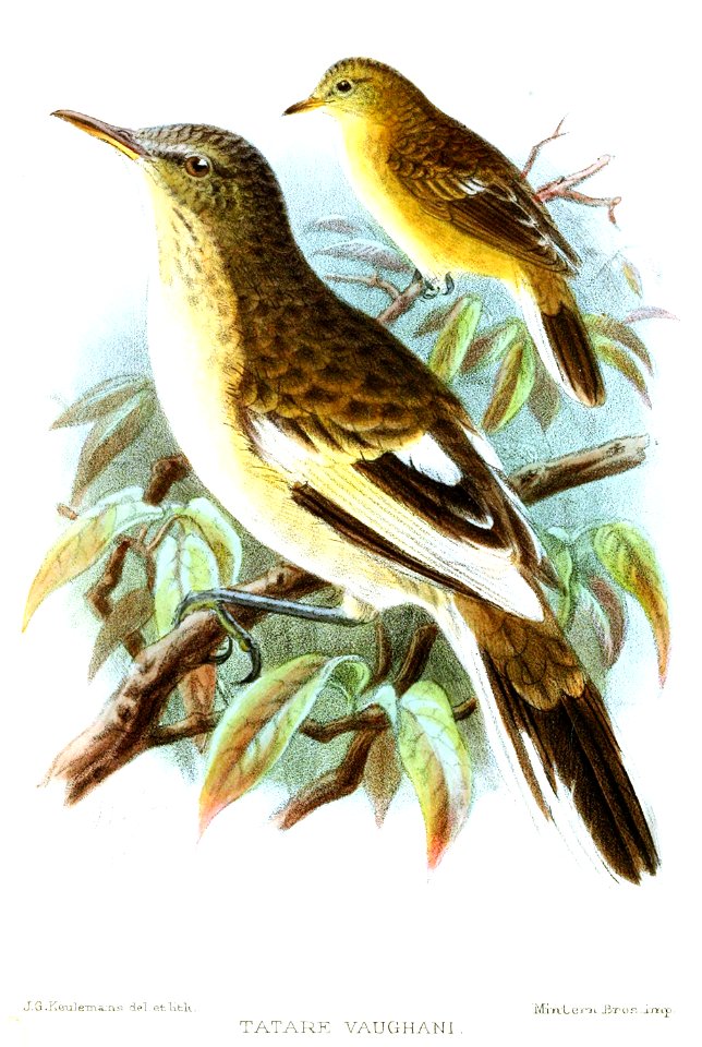 TatareVaughaniKeulemans