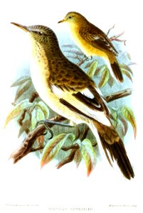 TatareVaughaniKeulemans