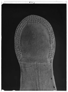 Tatarisk stövel - Livrustkammaren - 43707-negative