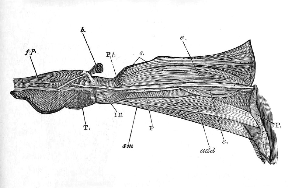 Tauraco erythrolophus thigh 1881