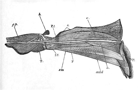 Tauraco erythrolophus thigh 1881