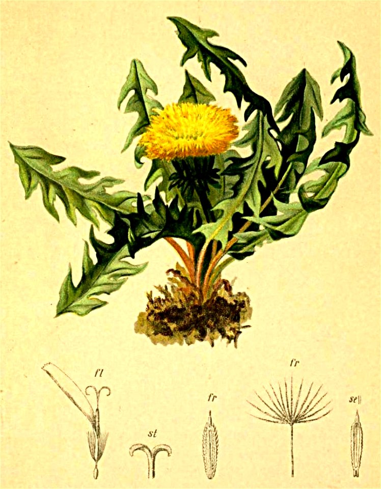 Taraxacum nigricans Atlas Alpenflora