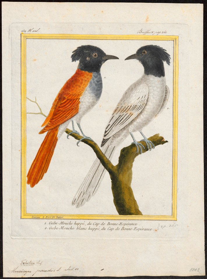 Tchitrea paradisi - 1700-1880 - Print - Iconographia Zoologica - Special Collections University of Amsterdam - UBA01 IZ16500075