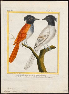 Tchitrea paradisi - 1700-1880 - Print - Iconographia Zoologica - Special Collections University of Amsterdam - UBA01 IZ16500075