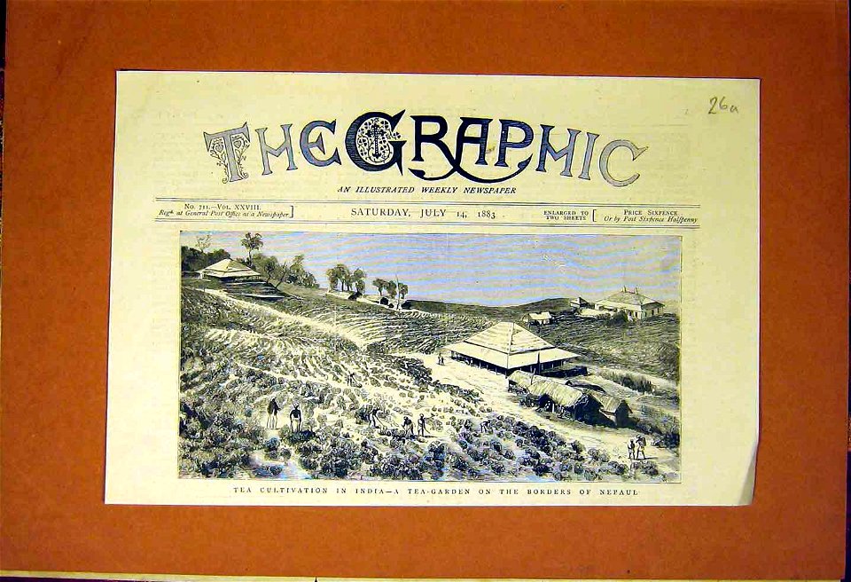 Tea Cultivation in India - a Tea Garden on the Borders of Nepaul, 1883