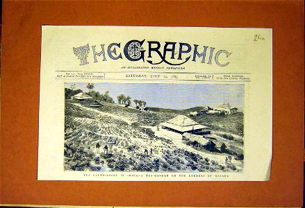 Tea Cultivation in India - a Tea Garden on the Borders of Nepaul, 1883