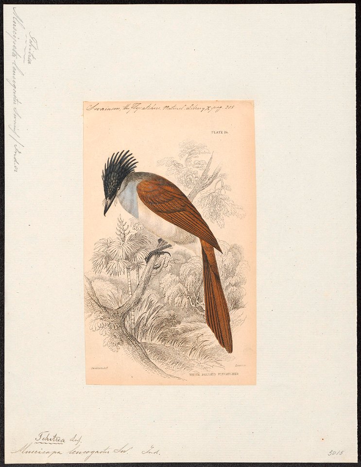 Tchitrea leucogaster - 1838 - Print - Iconographia Zoologica - Special Collections University of Amsterdam - UBA01 IZ16500055
