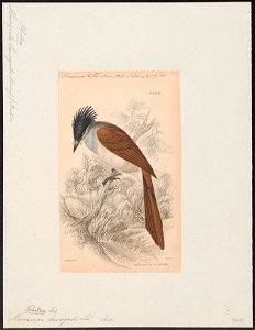Tchitrea leucogaster - 1838 - Print - Iconographia Zoologica - Special Collections University of Amsterdam - UBA01 IZ16500055