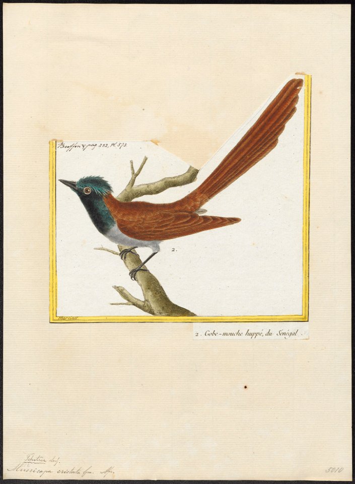 Tchitrea viridis - 1700-1880 - Print - Iconographia Zoologica - Special Collections University of Amsterdam - UBA01 IZ16500061