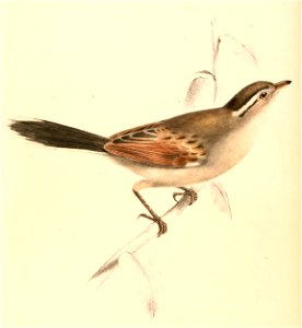 Tchagra australis 1838