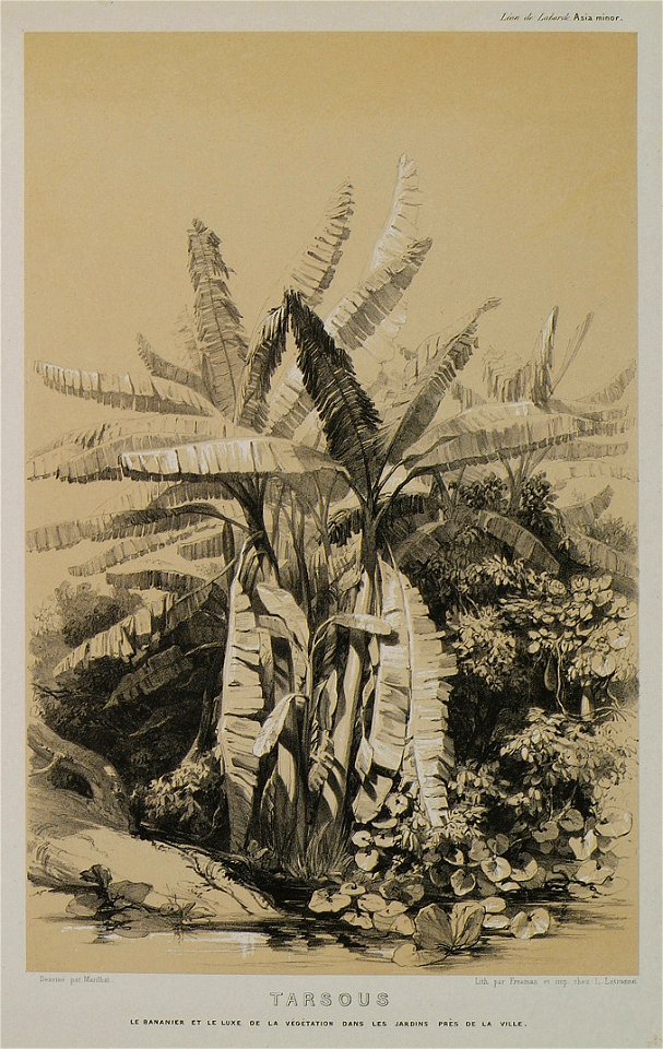 Tarsous Le babanier et le luxe de végétation dans les jardins près de la ville - Laborde Léon Emmanuel Simon Joseph - 1838