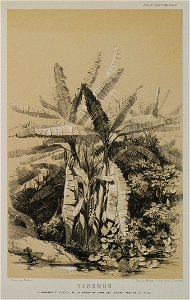 Tarsous Le babanier et le luxe de végétation dans les jardins près de la ville - Laborde Léon Emmanuel Simon Joseph - 1838