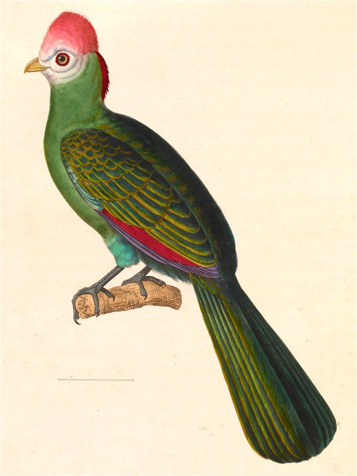 Tauraco erythrolophus 1838