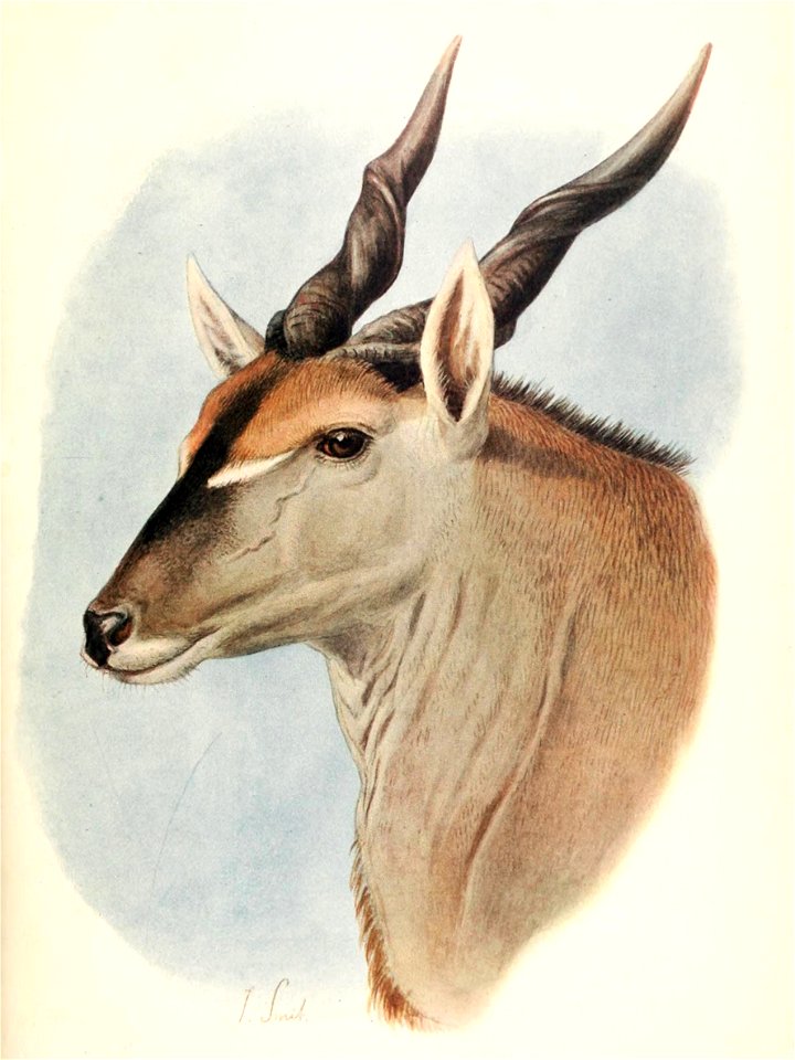 Taurotragus oryx pattersonianus 1907