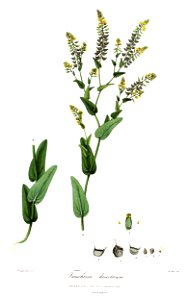 TauscheriaDesertorumRoyle