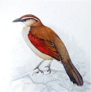 Tchagra australis Finch-Davies