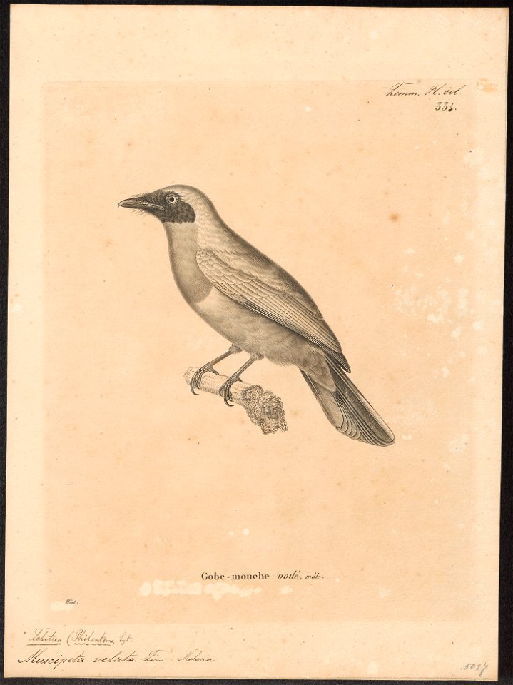 Tchitrea velata - 1700-1880 - Print - Iconographia Zoologica - Special Collections University of Amsterdam - UBA01 IZ16500399