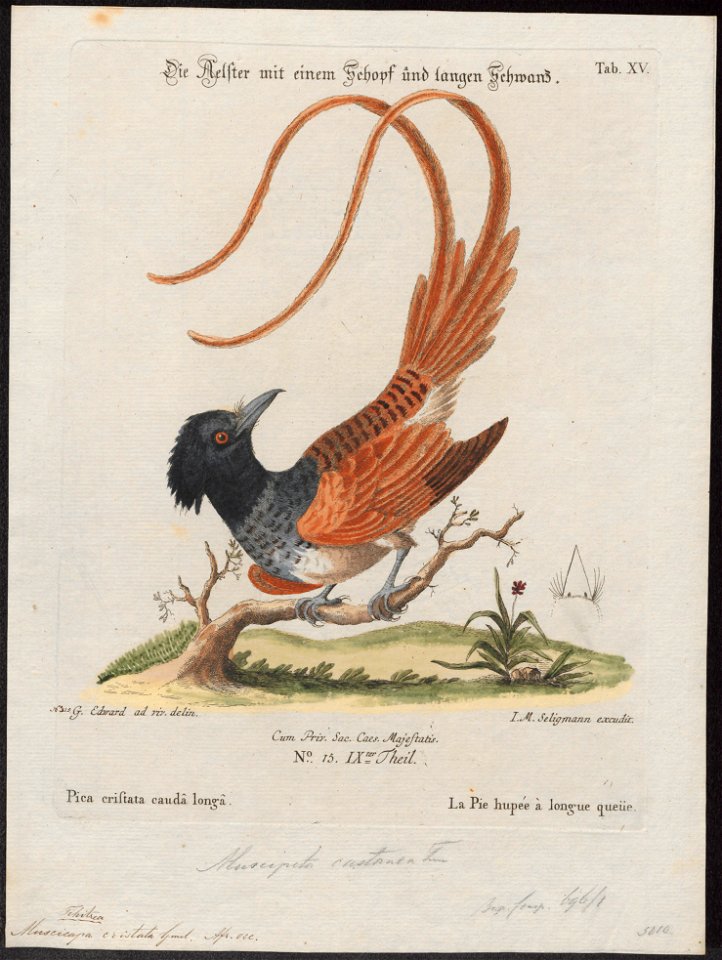 Tchitrea viridis - 1700-1880 - Print - Iconographia Zoologica - Special Collections University of Amsterdam - UBA01 IZ16500067