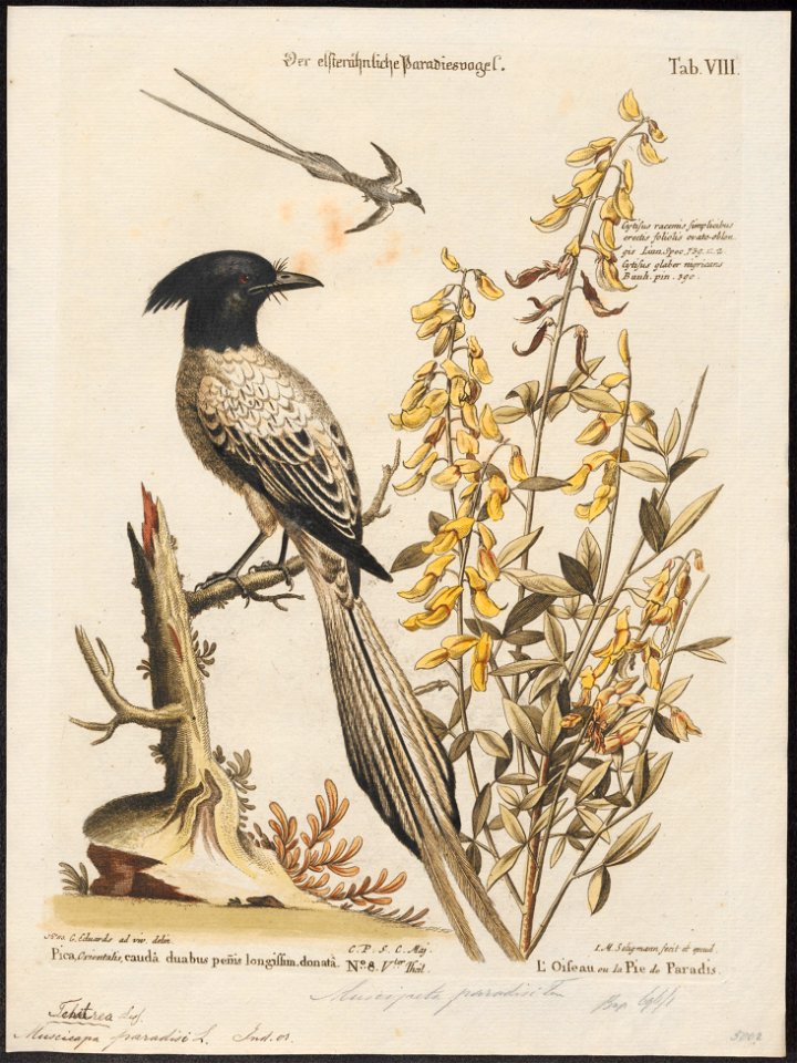 Tchitrea paradisi - 1700-1880 - Print - Iconographia Zoologica - Special Collections University of Amsterdam - UBA01 IZ16500077