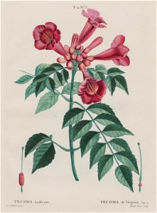 Tecoma de Virginie) (Campsis radicans Trumpet climber). (T. 2, no. ... - Google Art Project