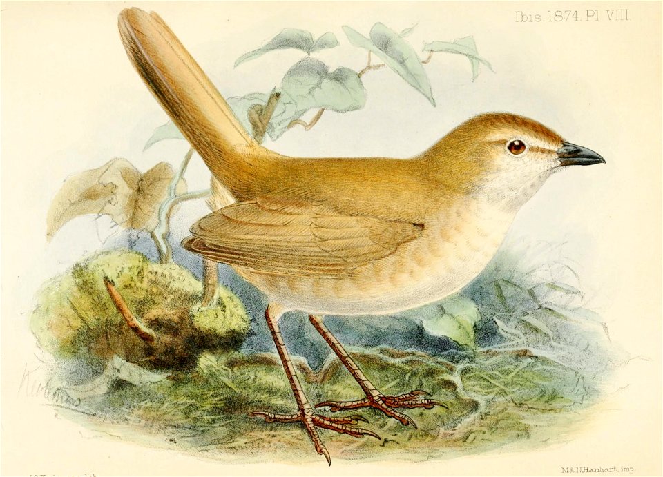 Teledromas fuscus 1874