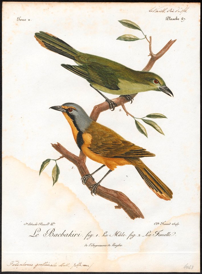 Telophorus gutturalis - 1796-1808 - Print - Iconographia Zoologica - Special Collections University of Amsterdam - UBA01 IZ16600479
