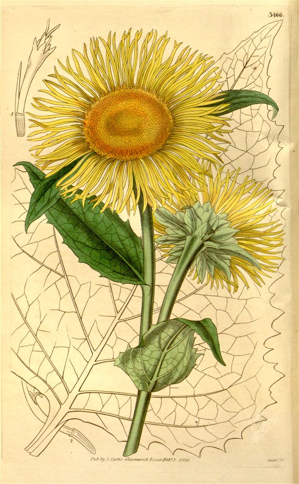 Telekia speciosa - 001x