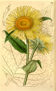 Telekia speciosa - 001x