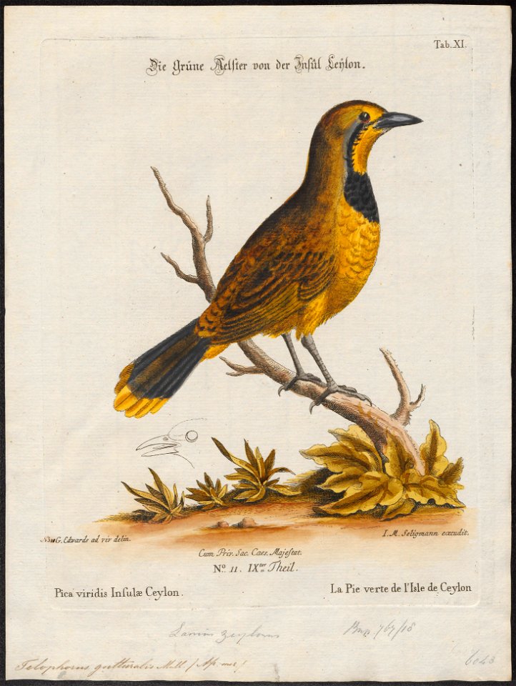 Telophorus gutturalis - 1700-1880 - Print - Iconographia Zoologica - Special Collections University of Amsterdam - UBA01 IZ16600483
