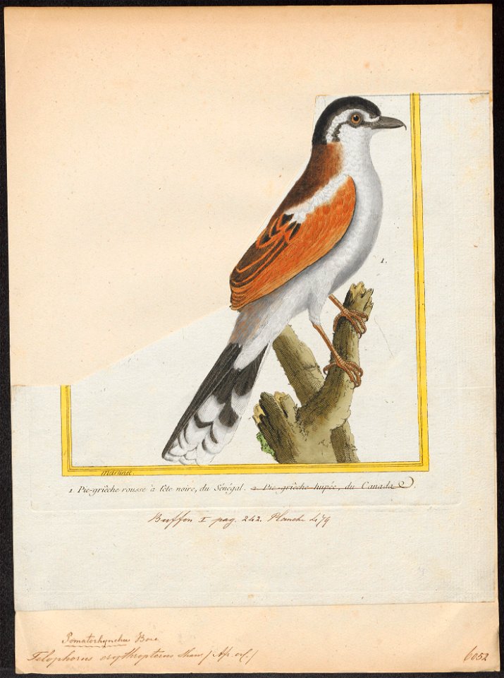 Telophorus erythropterus - 1700-1880 - Print - Iconographia Zoologica - Special Collections University of Amsterdam - UBA01 IZ16600499