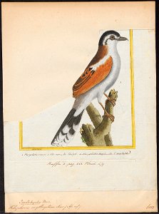 Telophorus erythropterus - 1700-1880 - Print - Iconographia Zoologica - Special Collections University of Amsterdam - UBA01 IZ16600499