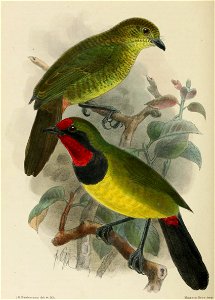 Telophorus dohertyi 1902