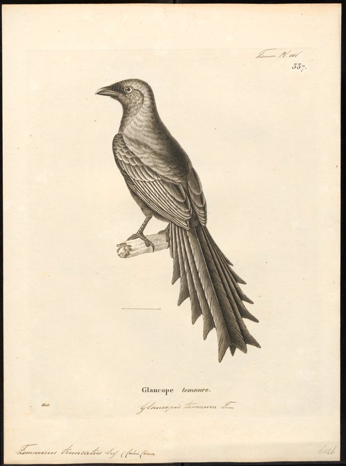 Temnurus truncatus - 1700-1880 - Print - Iconographia Zoologica - Special Collections University of Amsterdam - UBA01 IZ15700075