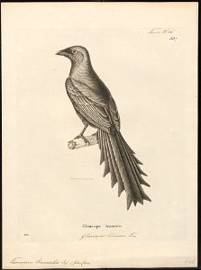 Temnurus truncatus - 1700-1880 - Print - Iconographia Zoologica - Special Collections University of Amsterdam - UBA01 IZ15700075