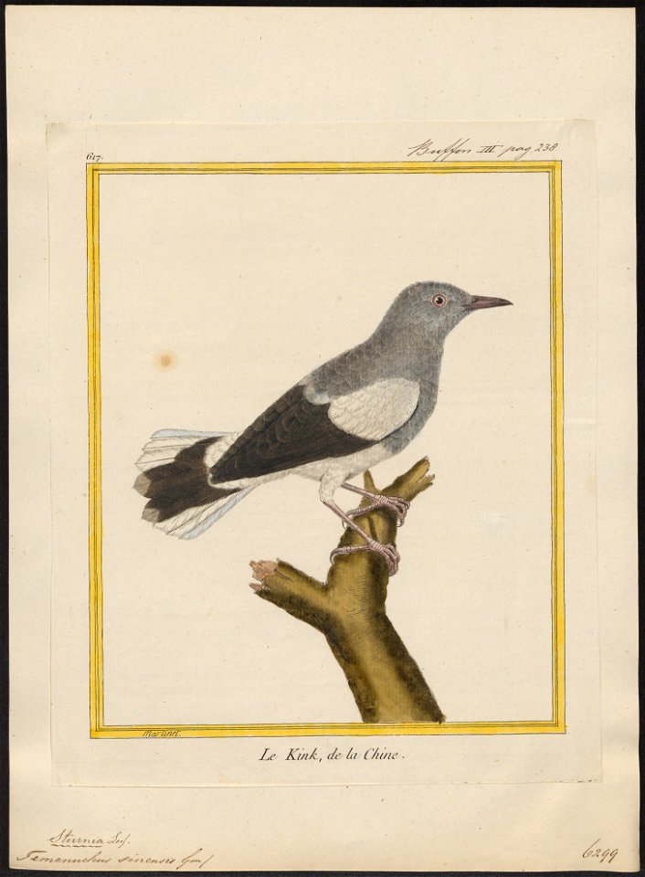 Temenuchus sinensis - 1700-1880 - Print - Iconographia Zoologica - Special Collections University of Amsterdam - UBA01 IZ15800059