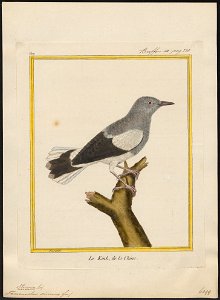 Temenuchus sinensis - 1700-1880 - Print - Iconographia Zoologica - Special Collections University of Amsterdam - UBA01 IZ15800059